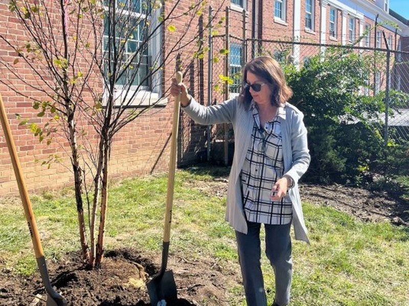Final earth is applied to newly planted river birch by Marie Pace of Office of Dean of Arts and Sciences