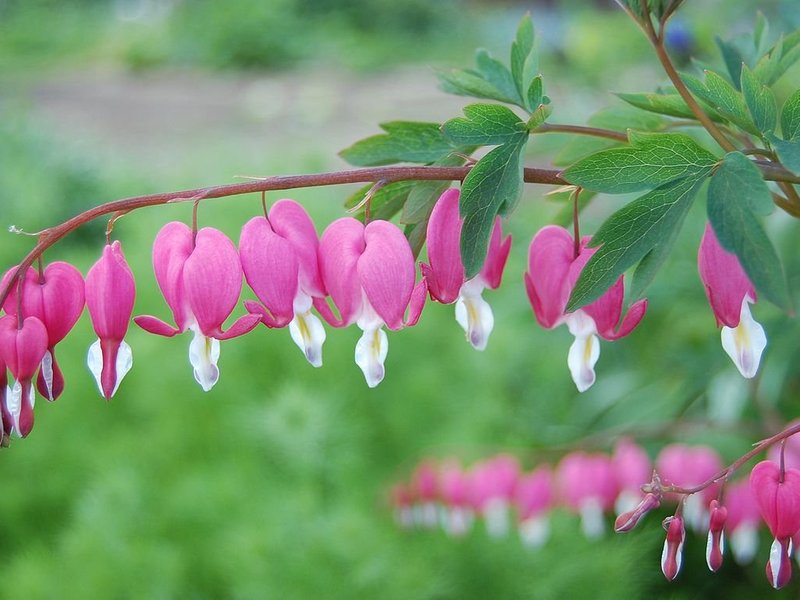 In June, Let Your Garden Honor the Hearts of Jesus and Mary​