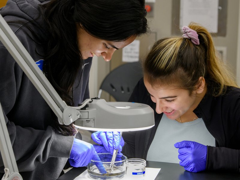 Students to Present Original Summer Research Results at Mount Saint Mary College​