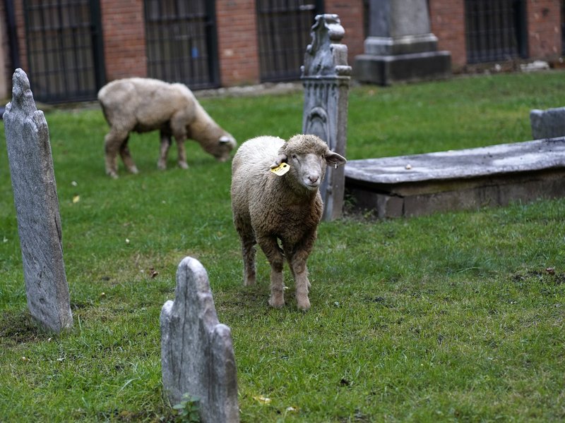Popular Catacomb Tours at New York Cathedral Offer Lessons in the City's Catholic History​