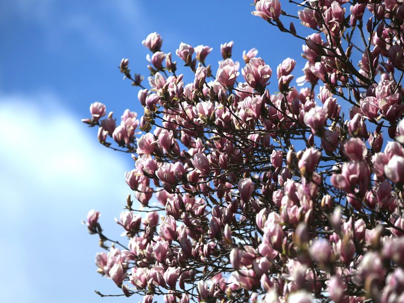 April Calendar Highlights: Family Life Conference and New York Catholic Youth Day