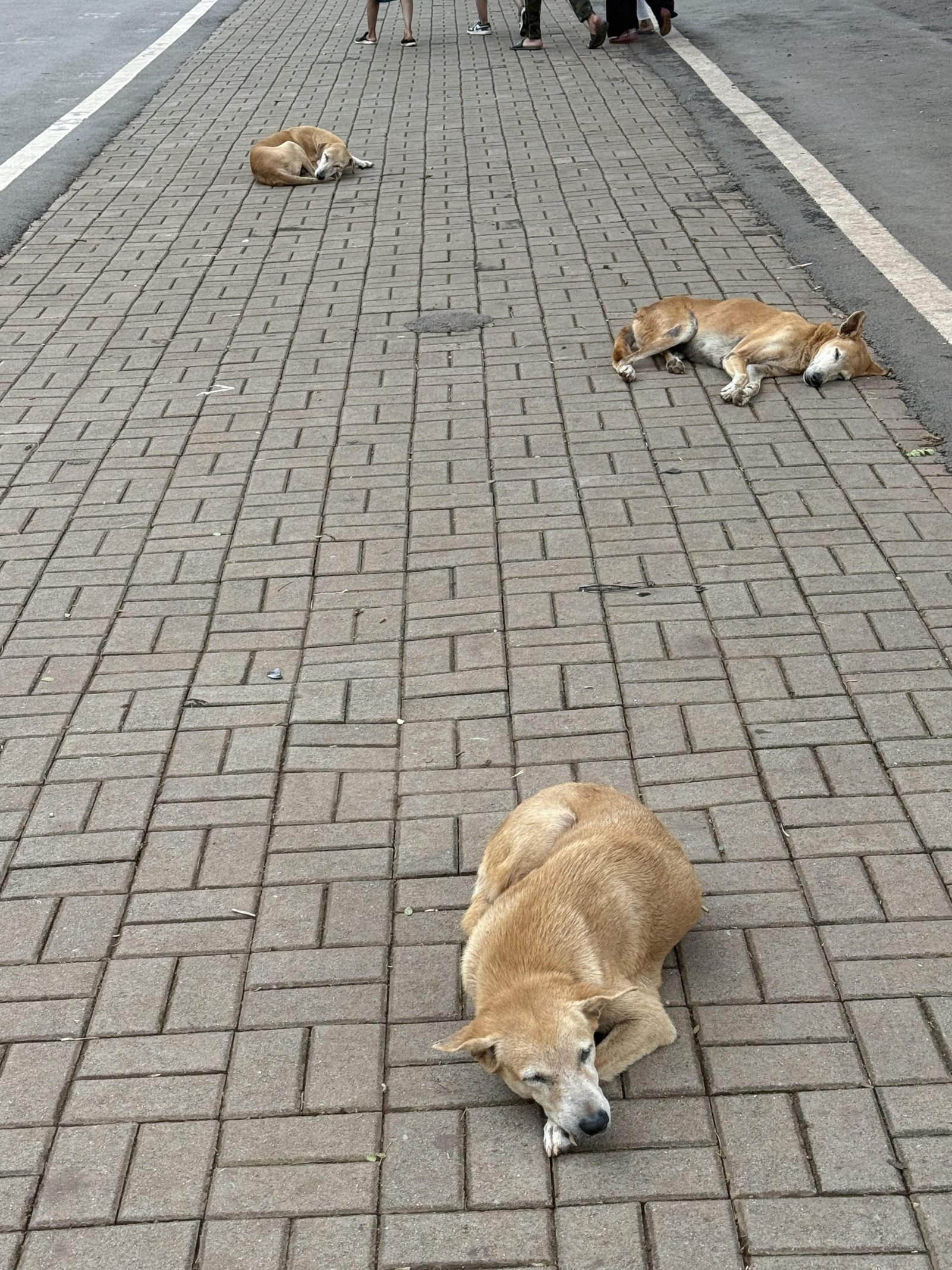 Perros descansan fuera de la Basílica del Buen Jesús en Goa durante la visita del autor en mayo de 2025. (Foto enviada)
