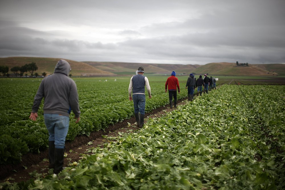 Los trabajadores agrícolas migrantes con visas H-2A cosechan lechuga romana en King City, California, 17 de abril de 2017. (Foto: CNS/Lucy Nicholson, Reuters)