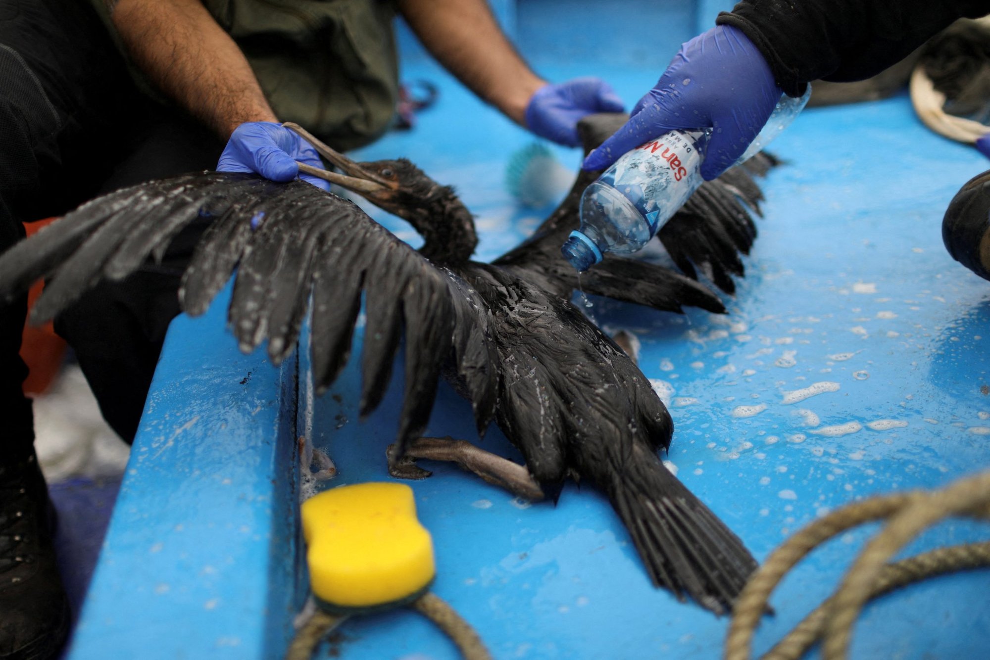 Biólogos del Servicio Nacional de Áreas Naturales Protegidas (SERNANP) trabajan con un ave el 21 de enero de 2022 en Ancón, Perú, afectada por un derrame de petróleo cerca de Lima. (CNS photo/Pilar Olivares, Reuters)