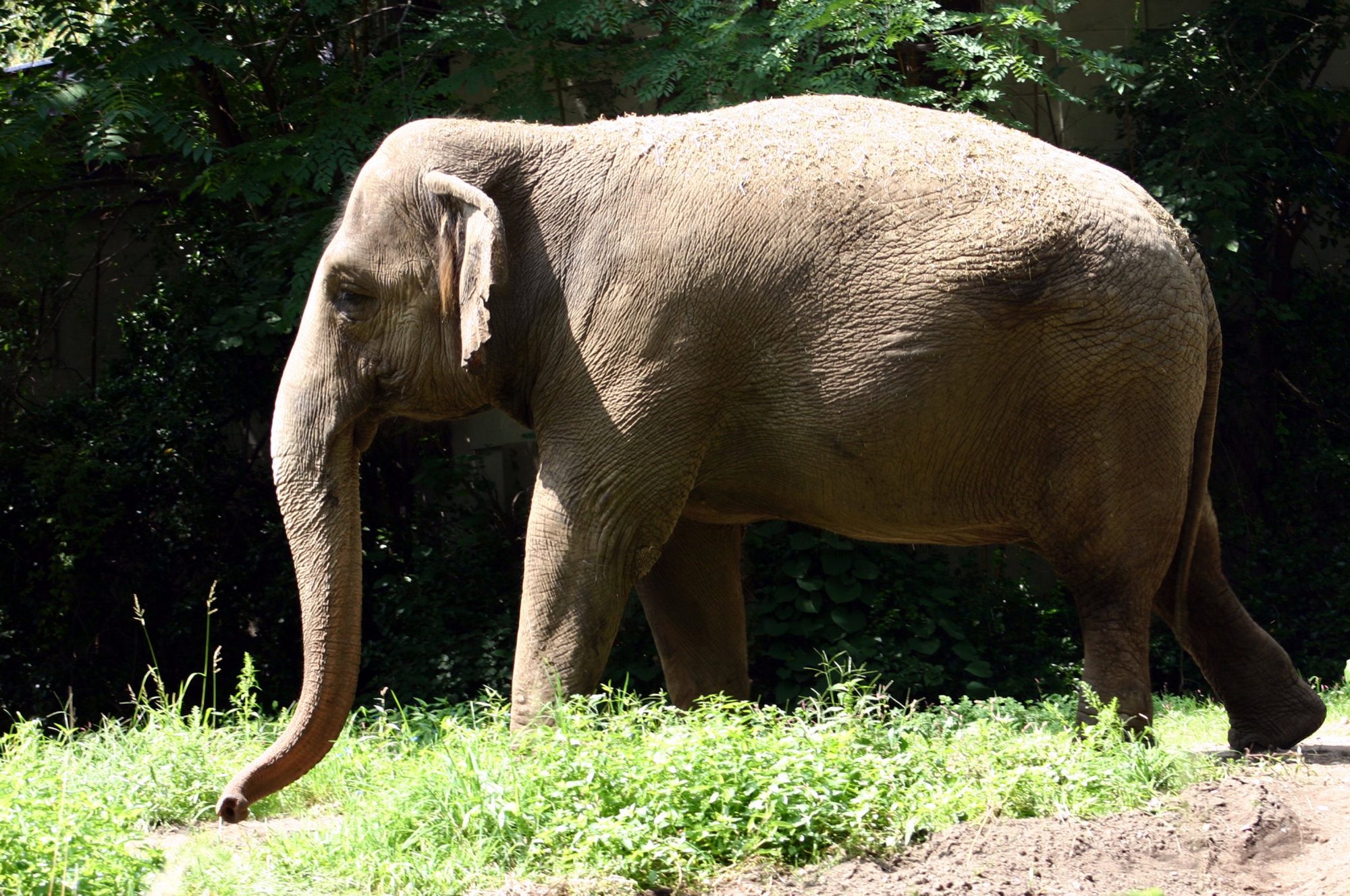An elephant at the Bronx Zoo. (Shutterstock)