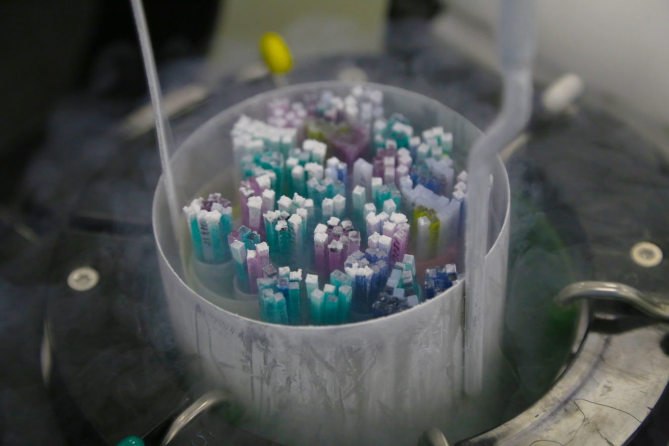 Embriones humanos congelados en un tanque de almacenamiento de un laboratorio de FIV. (Shutterstock)