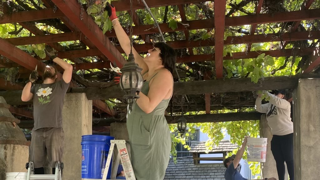 Voluntarios y miembros de clubes de vino locales ayudaron a recoger uvas en la Misión San Gabriel Arcángel el 3 de noviembre para ayudar a elaborar un vino similar al que hacían los frailes franciscanos hace cientos de años. (Natalie Romano)