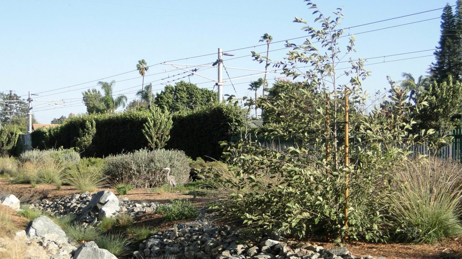 Una garza azul grande descansa entre la vegetación nativa del Corredor Verde de Westwood. (Foto de cortesía del Corredor Verde de Westwood)