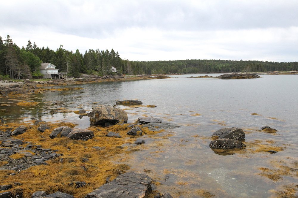 Vegetation covers rocks along a body of water in late June outside Bar Harbor