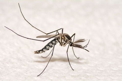 A mosquito of the Aedes aegypti species