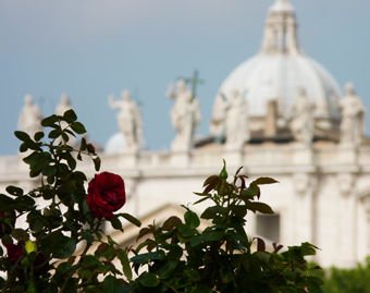 A rose with St. Peter's Basilica in the background.