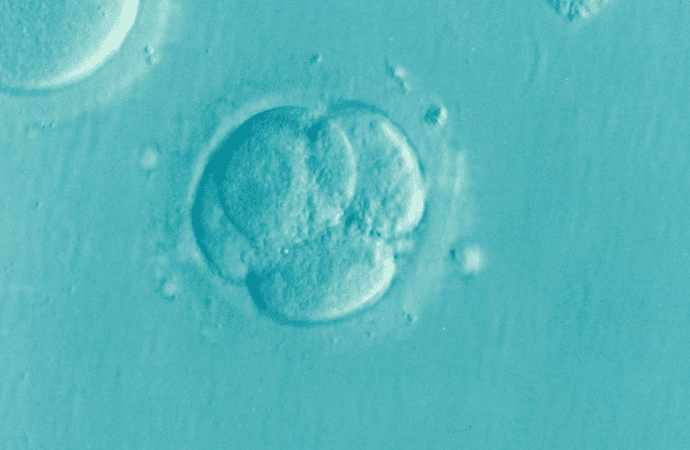 An embryo