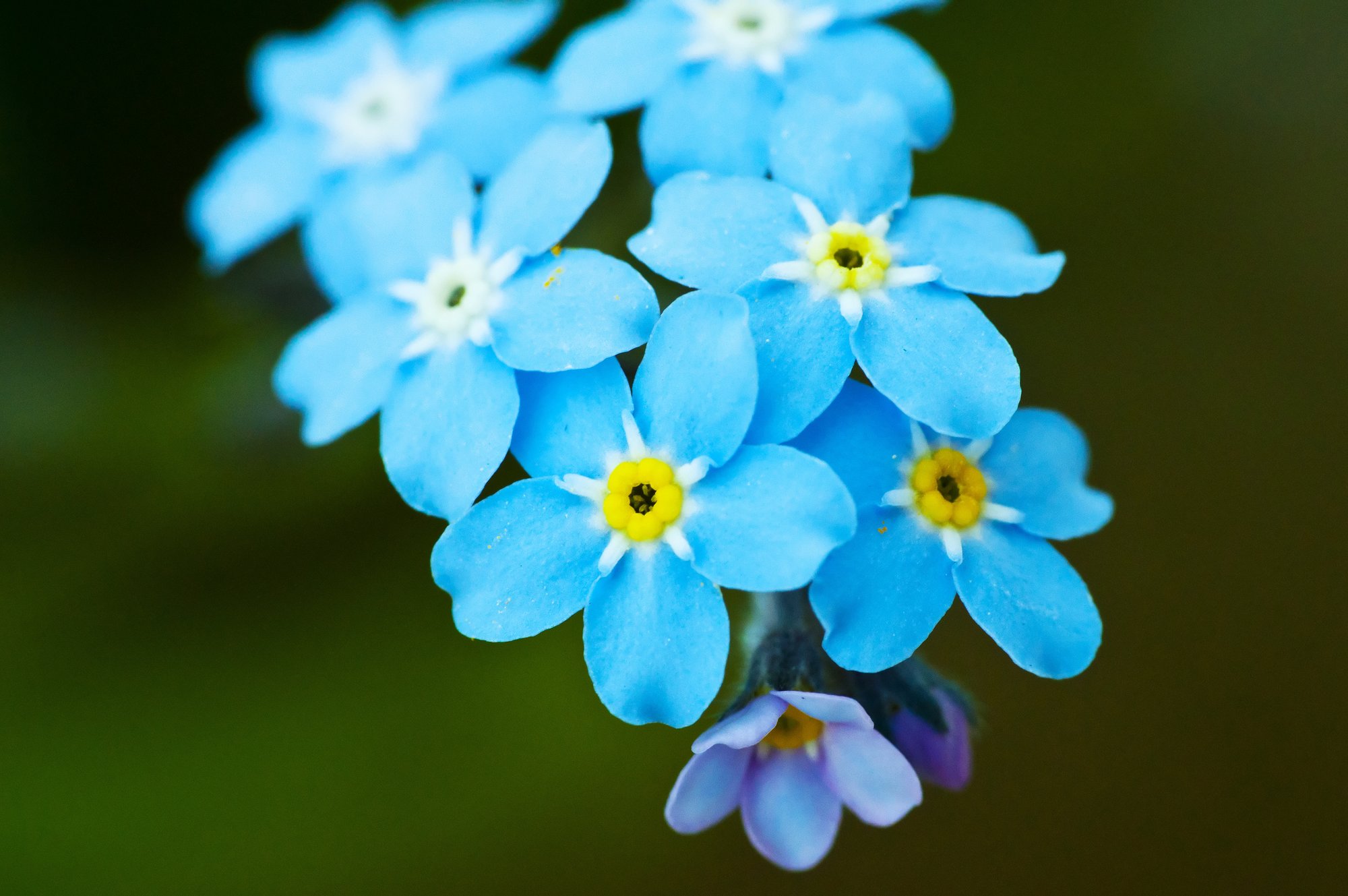 Forget-me-nots