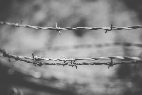Barbed wire. Credit: Dennis Diatel via www.shutterstock.com.