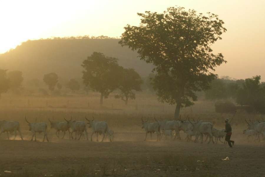 A Fulani herdsman in Cameroon. Credit: Philippe Semanaz via Flickr (CC BY-SA 2.0).