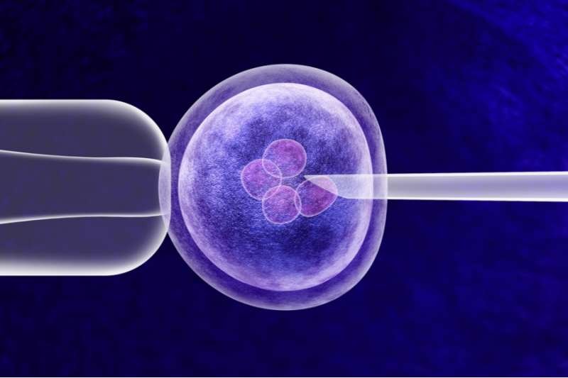 Gene editing in vitro genetic CRISPR genome engineering medical biotechnology health care concept with a fertilized human egg embryo and a group of dividing cells as a 3D illustration. Via Shutterstoc