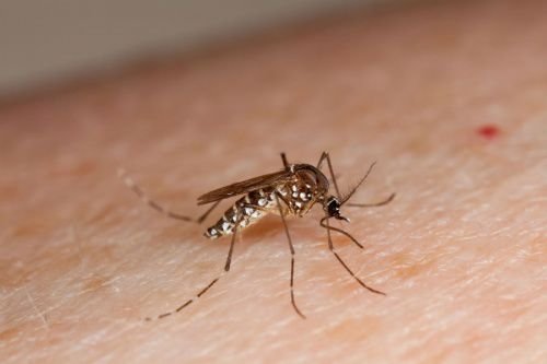 Aedes aegypti mosquito. Credit: U.S. Dept. of Agriculture via Flickr (CC BY 2.0)