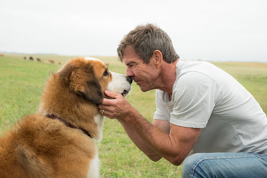 7k1m4k5f1i Movie A Dog s Purpose