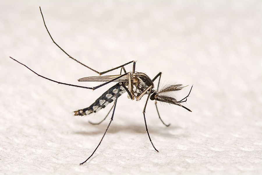 Aedes aegypti mosquito. Credit: nuwatphoto via www.shutterstock.com.
