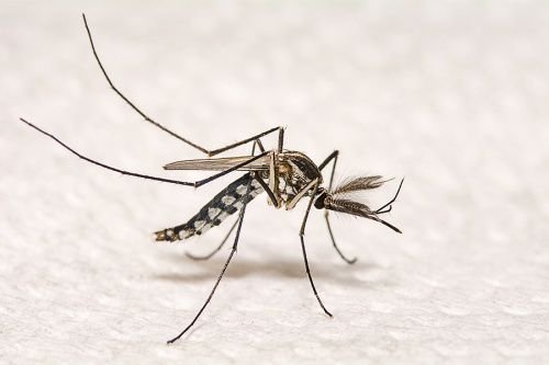 Aedes aegypti mosquito. Credit: nuwatphoto via www.shutterstock.com.