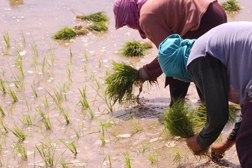 Rice planters. Credit: Shubert Ciencia via Flickr (CC BY 2.0).
