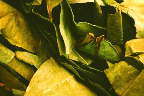 Coca leaves. Credit: Naira Teixeira Dias via Flickr (CC BY 2.0).