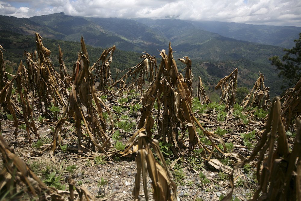 Corn is seen in Baja Verapaz