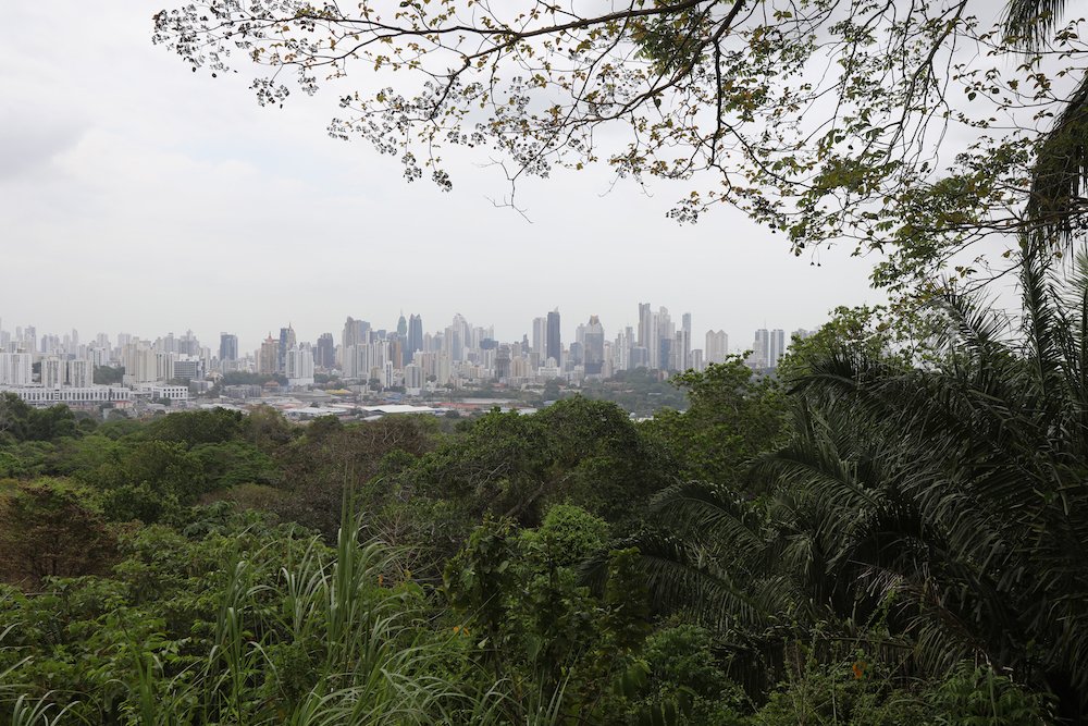 The skyline of Panama City is framed by trees in 2018 at El Parque Natural Metropolitano outside Panama City. World Youth Day 2019 is being celebrated Jan. 22-27 in Panama City. (CNS photo/Bob Roller)