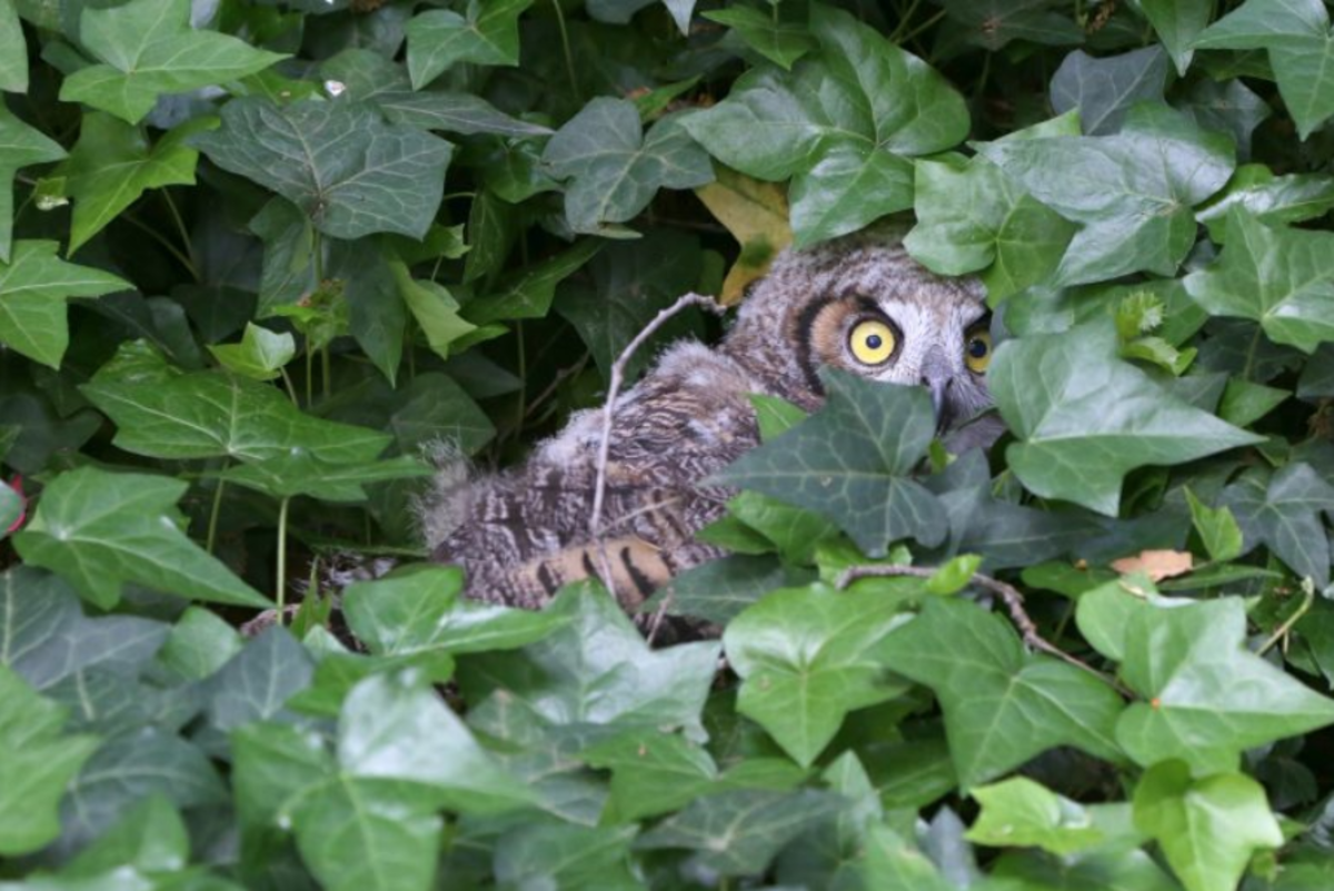 IMAGE VIA DESCANSOGARDENS.ORG