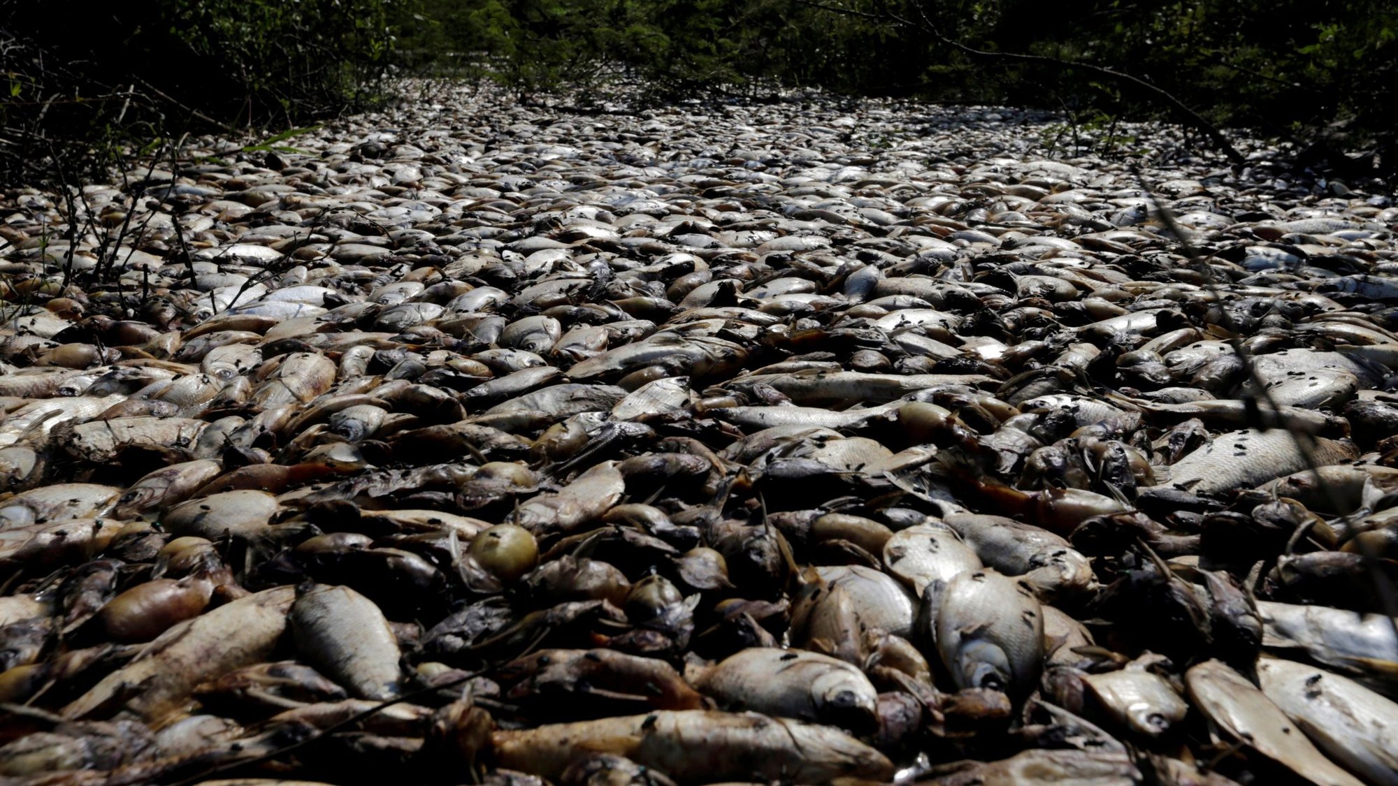 Dead fish float on the Confuso River in Villa Hayes, Paraguay, in this 2017 file photo. Pope Francis announced in 2019 that the Catechism of the Catholic Church would be updated to include a definition of "ecological sin." (CNS photo/Jorge Adorno, Reuters)