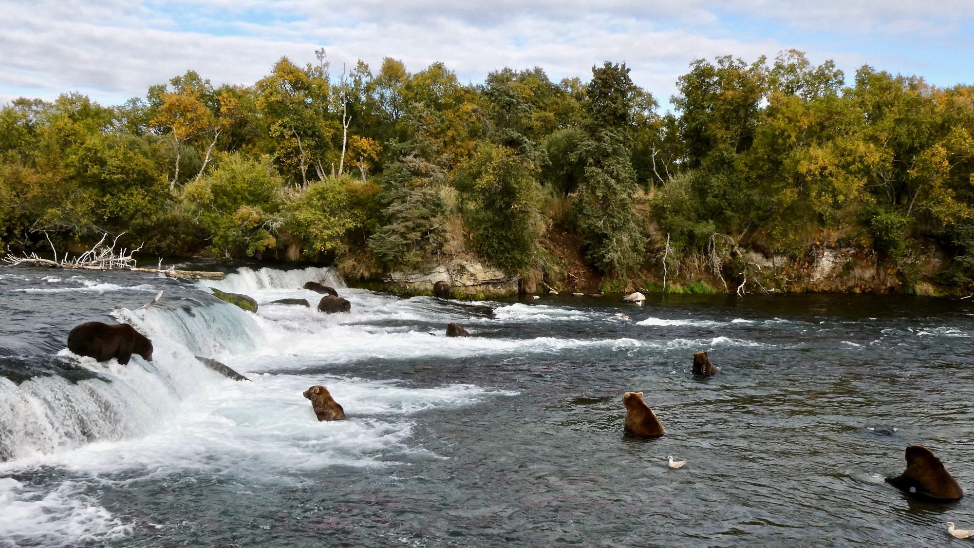 Grizzly bears search for migrating salmon at Brooks Falls in Alaska's Katmai National Park Sept. 21, 2019. The Catholic Climate Covenant has initiated the Catholic Climate Project, designed to shape a churchwide movement to respond to the challenges posed by climate change. (CNS photo/Naomi Boak, National Park Service handout via Reuters)