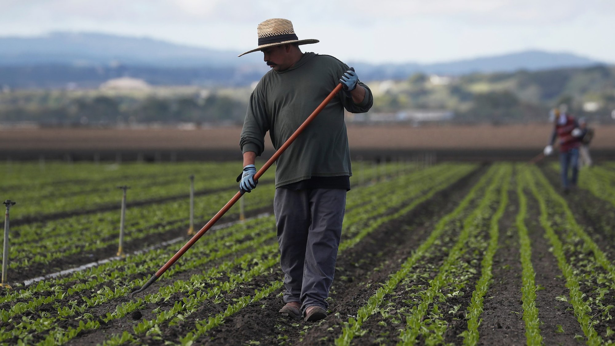 Migrant worker Cesar Lopez, 33, cleans the fields near Salinas, Calif., March 30, 2020, amid the coronavirus pandemic. (CNS photo/Shannon Stapleton, Reuters)