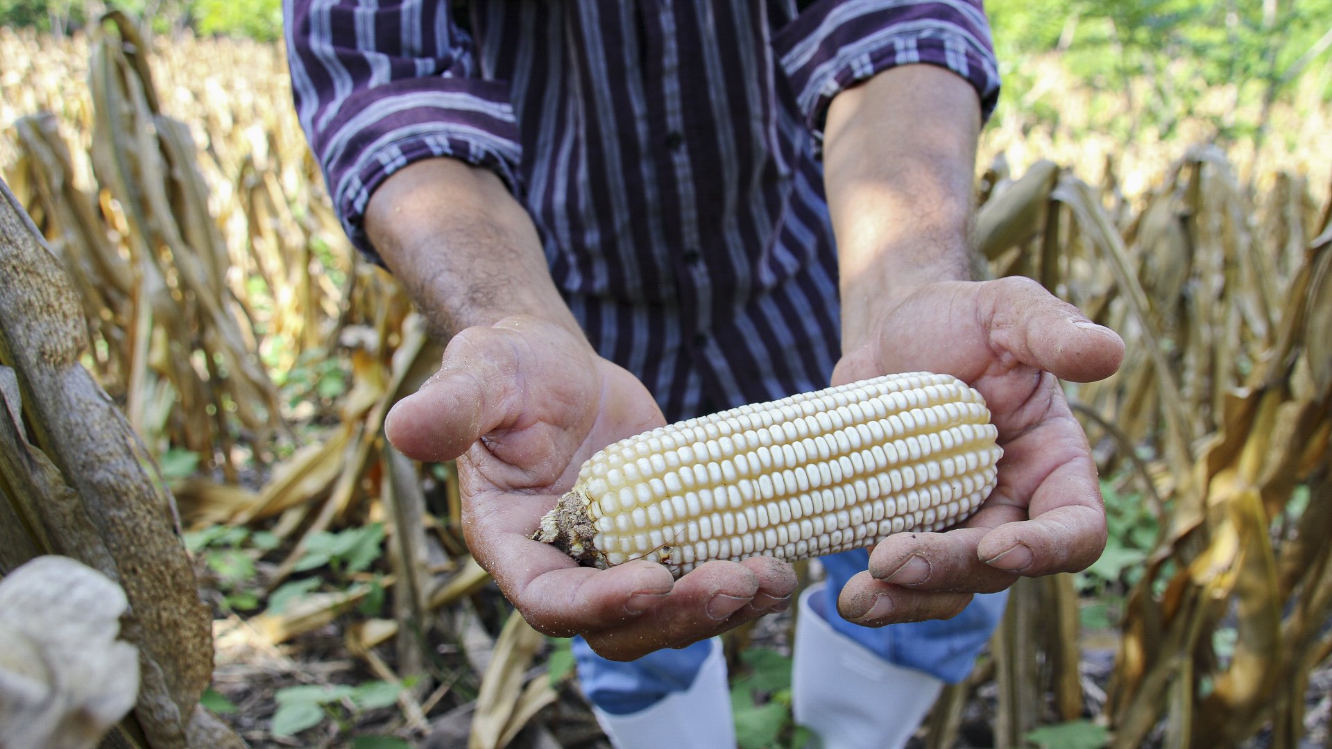 Corn farmer Aroldo Antonio Linares Jacome shows some of his crop at his San Jose La Arada, Guatemala, farm Sept. 10, 2019, using a proven practice of managing soil to manage water and increase yields. As acute hunger is expected to double in vulnerable populations because of the coronavirus pandemic, CRS launched an advocacy campaign May 14, 2020, to raise awareness about the world's hungriest people. (CNS Photo/Katlyn Holland, Catholic Relief Services)