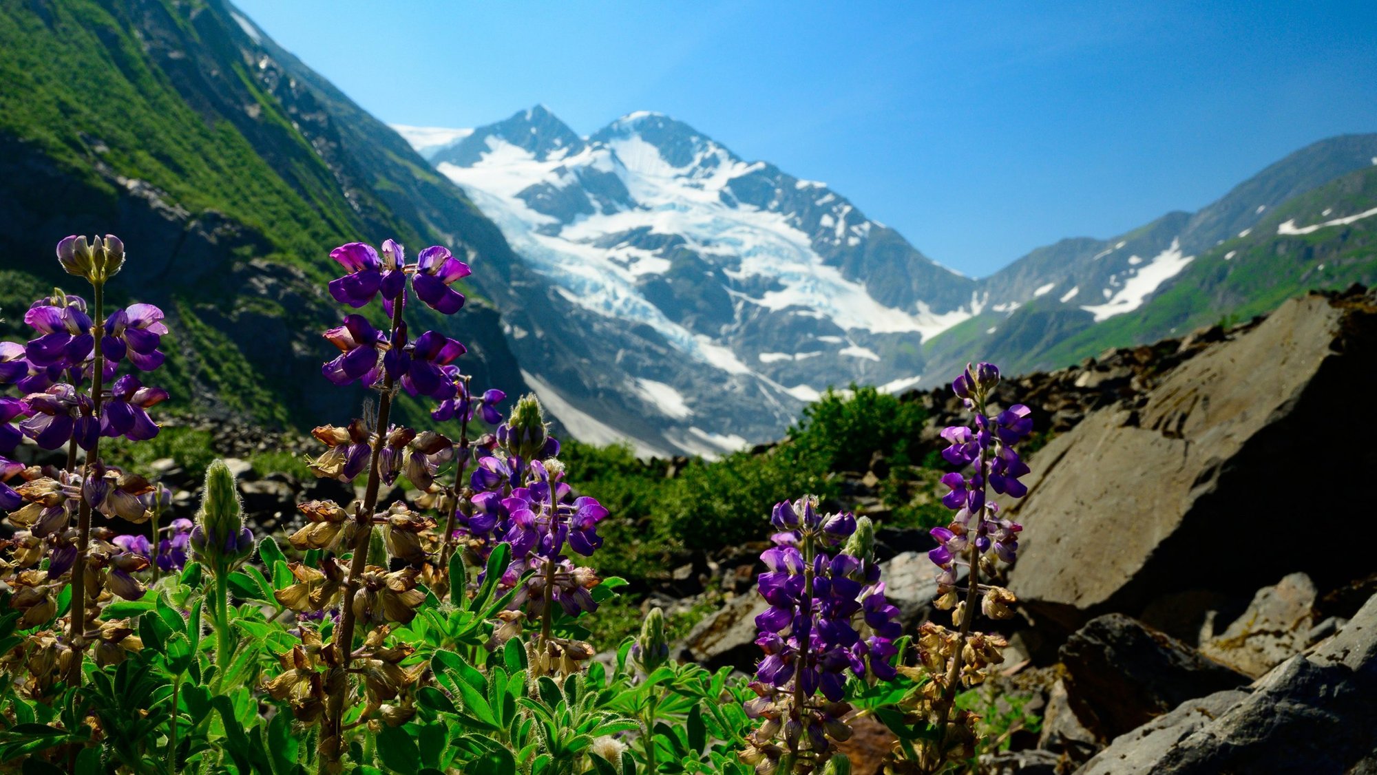 Colorful wildflowers frame the peak of Byron Glacier near Girwood, Alaska, in this file photo. The Vatican announced May 16, 2020, that it will commemorate the fifth anniversary of Pope Francis' encyclical on the environment with a year-long series of initiatives dedicated to the safeguarding and care for the earth. (CNS photo/Sam Lucero, The Compass)