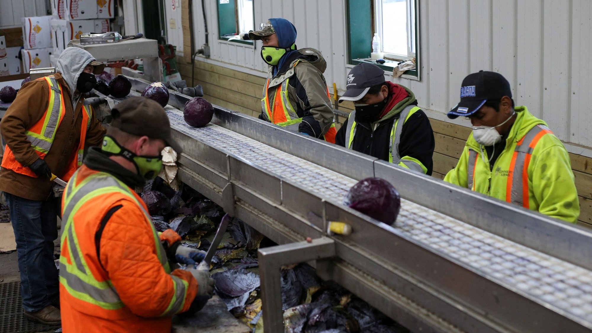 Migrant workers wearing masks and practicing social distancing trim red cabbage at Mayfair Farms in Portage la Prairie, Manitoba, April 28, 2020, during the COVID-19 pandemic. (CNS photo/Shannon VanRaes, Reuters)