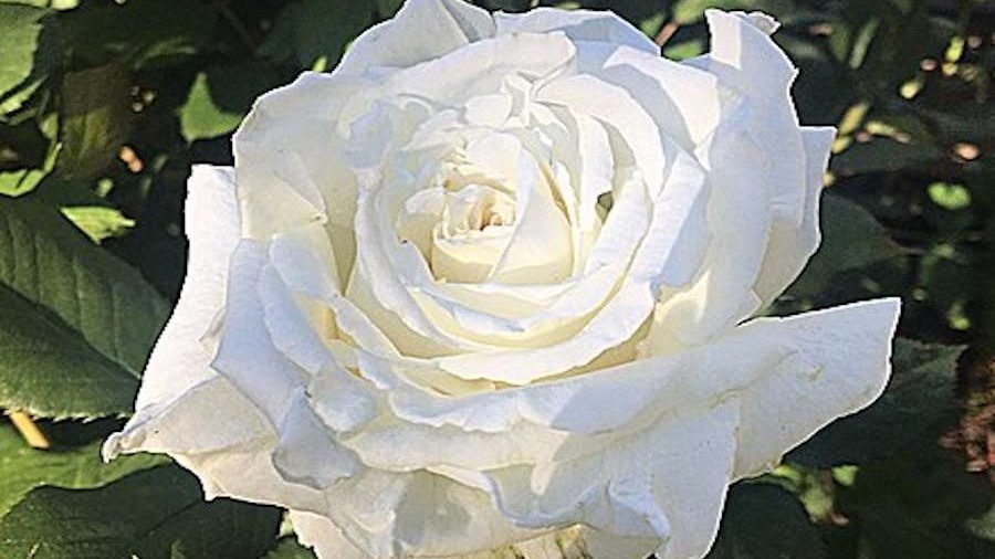 John Paul II rose. (Nathan Williams/wikimedia. CC BY SA 4.0 via CNA)