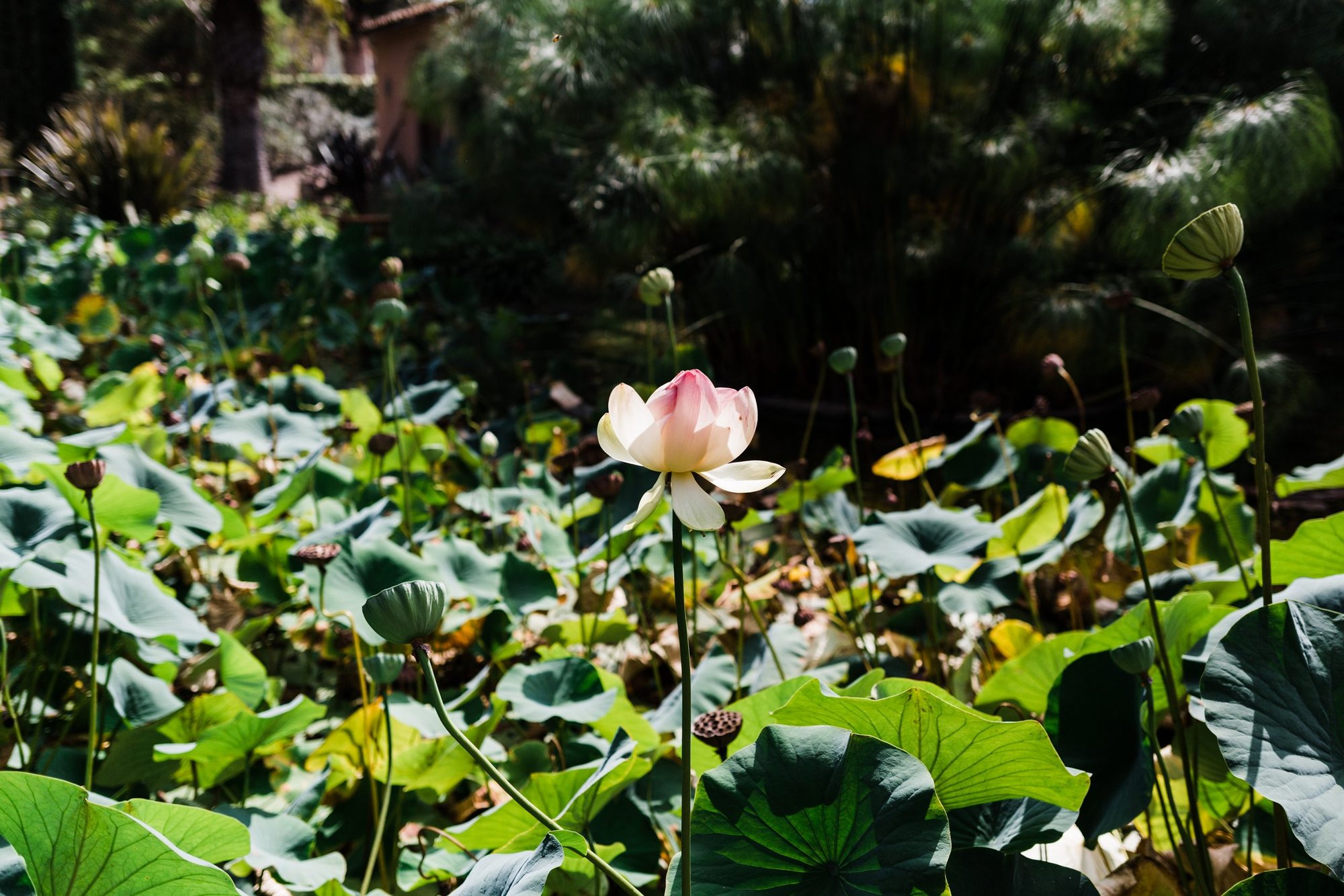 A lone Lotus flower blooming in the "Japanese Garden" of Lotusland in Montecito, near Santa Barbara. (Shutterstock)