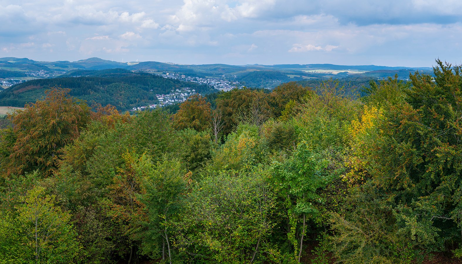 Trees in the Eifel region of Germany. (Shutterstock)