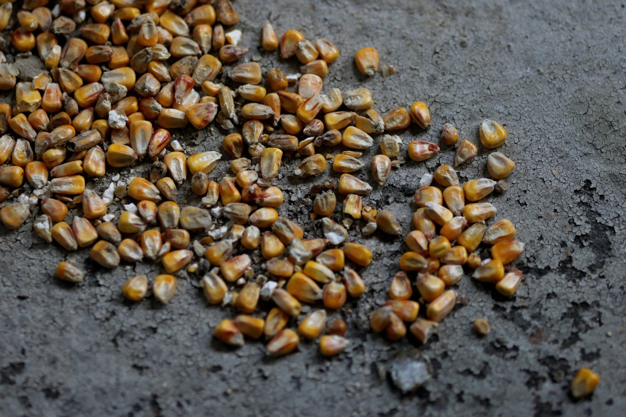 Grain kernels are pictured on the floor at the Mlybor flour mill facility after it was shelled repeatedly, amid Russia's invasion of Ukraine, in the Chernihiv region, Ukraine, May 24, 2022. Pope Francis appealed for an end to the Russian blockade of Ukrainian grain exports. (CNS photo/Edgar Su, Reuters)