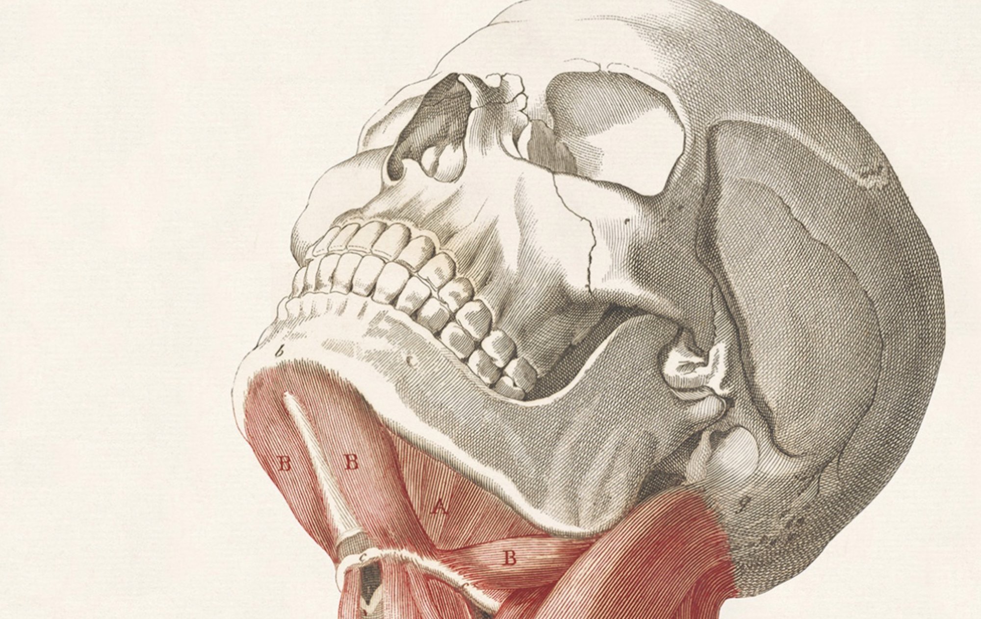 "Muscles of the Neck," 1811, in "Anatomia per uso dei pittori e scultori," by Giuseppe del Medico. (Getty Research Institute)