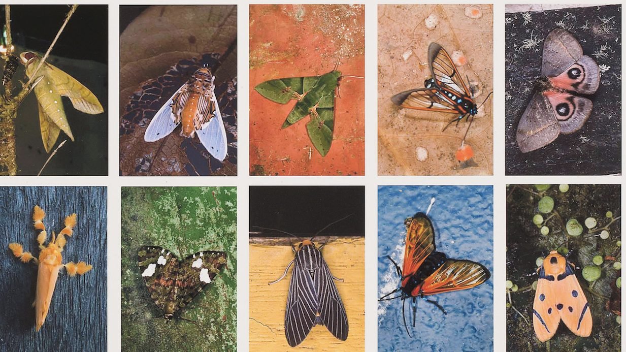 "Index No. 1. April, May, and August 2001, Several Sites Including the Cana Mine Site, Darién National Park, and La Fortuna Station, Chiriquí Province, Panama," 2001. (Emmet Gowin/Mariposas Nocturnas)