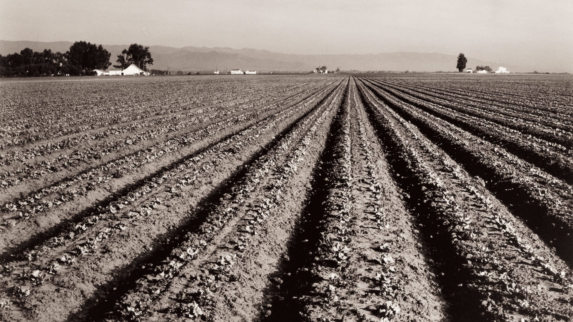 “Lettuce Ranch-Salinas Valley,” by Edward Weston, 1886-1958, American. | (Norton Simon Museum)