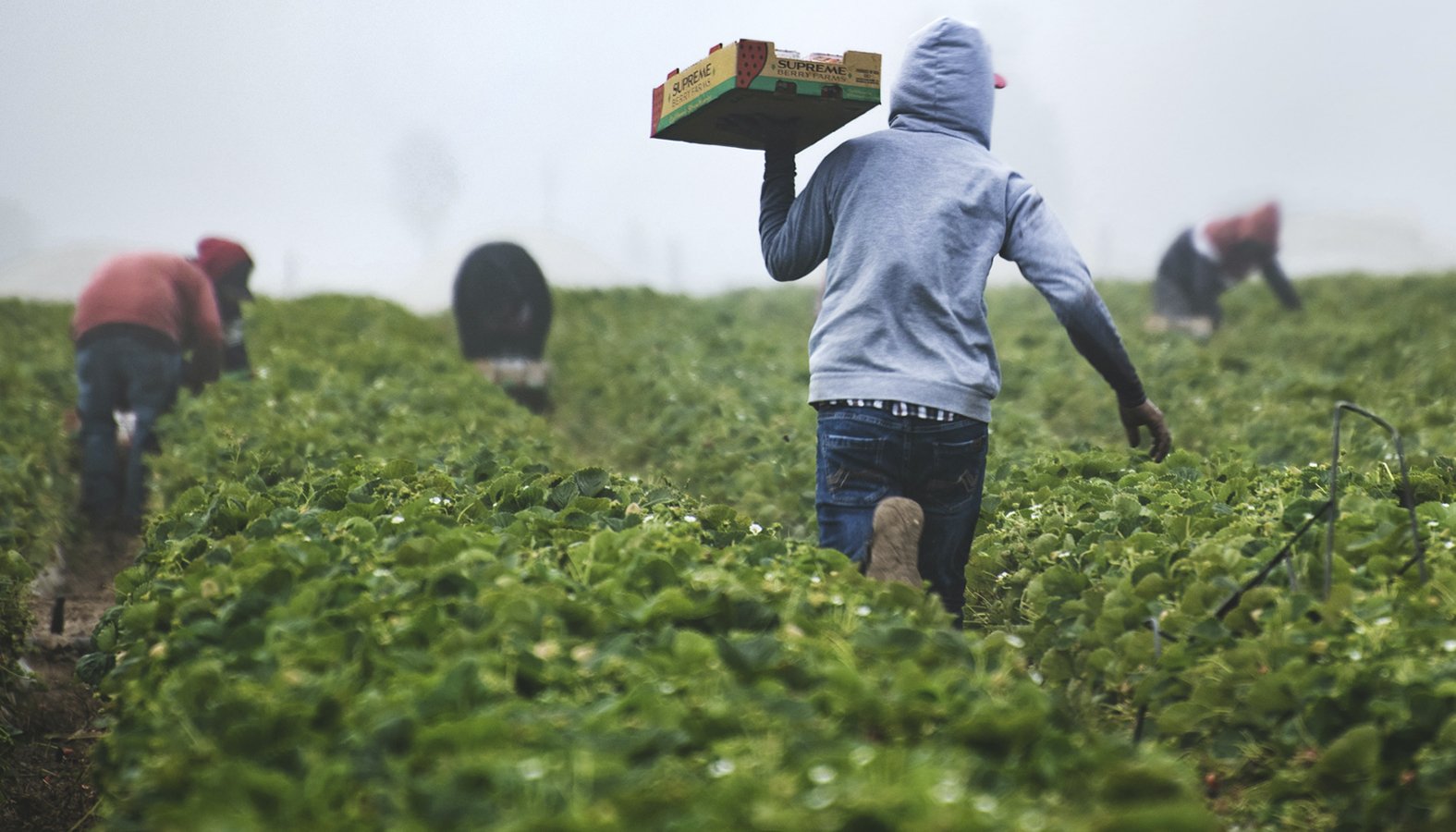 A migrant farmer works in the fields in Coachella. (Image via galileecenter.org)