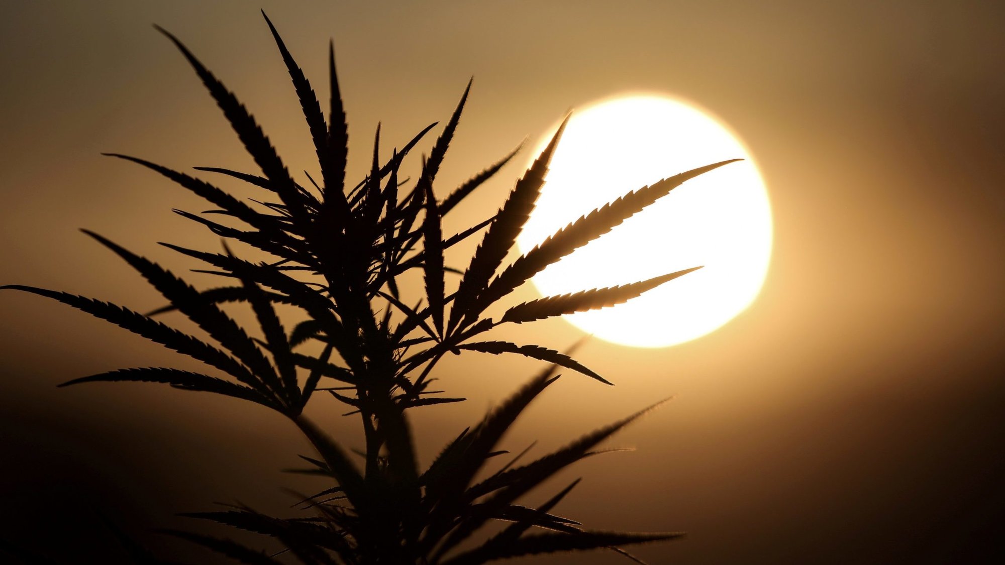A hemp plant is seen in this silhouette. (CNS photo/Stelios Misinas, Reuters)