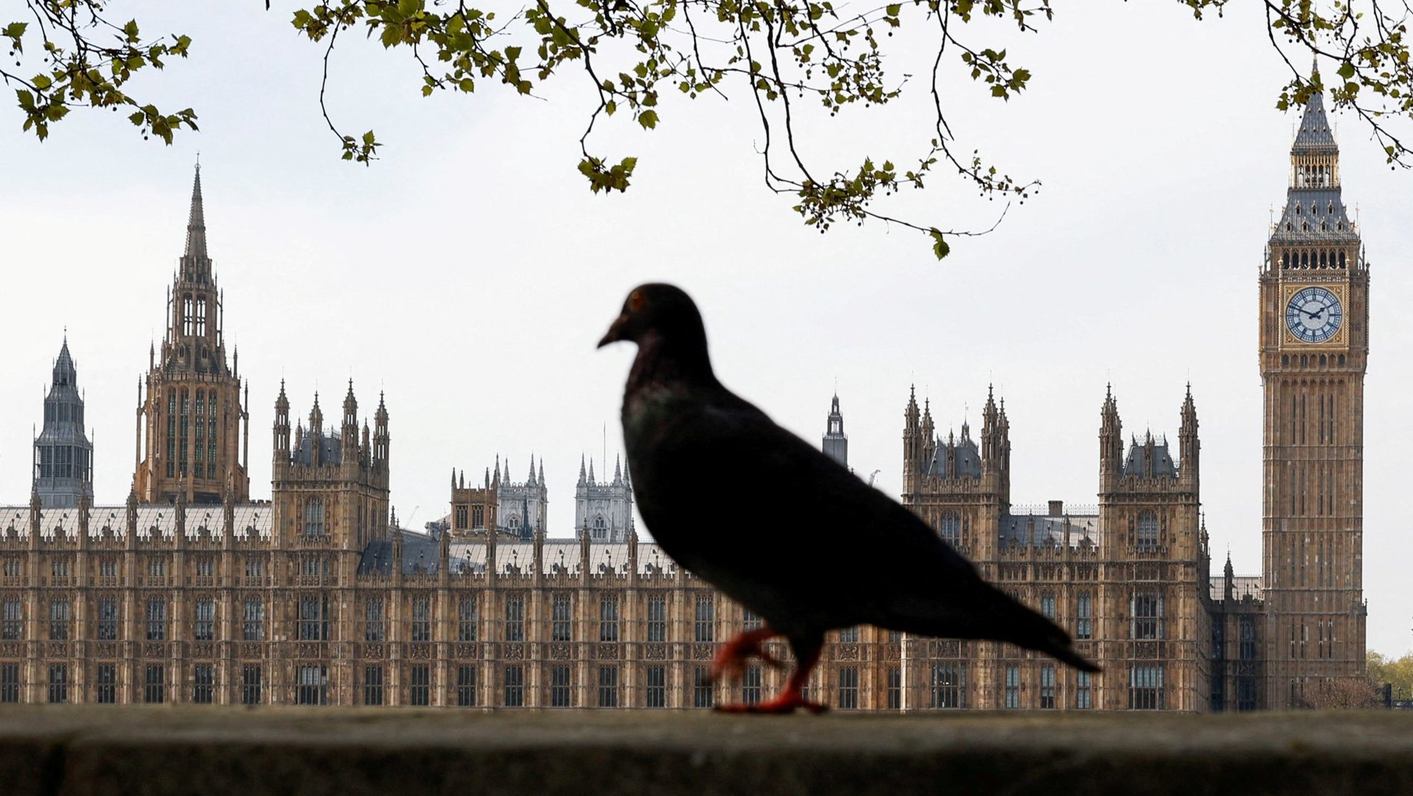A bird walks near the Houses of Parliament in London April 12, 2025. The House of Commons passed the bill 314 to 291, a majority of just 23 votes, on June 20. The measure now proceeds to a debate and vote in the House of Lords. (OSV News photo/Carlos Jasso, Reuters)