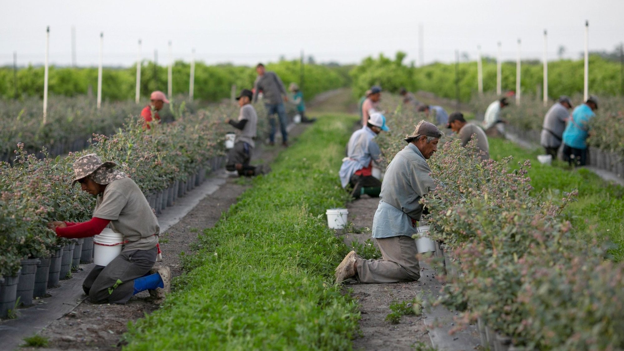 Mexican migrant workers pick blueberries during a harvest at a farm in Lake Wales, Fla., March 31, 2020. (OSV News photo/Marco Bello, Reuters)