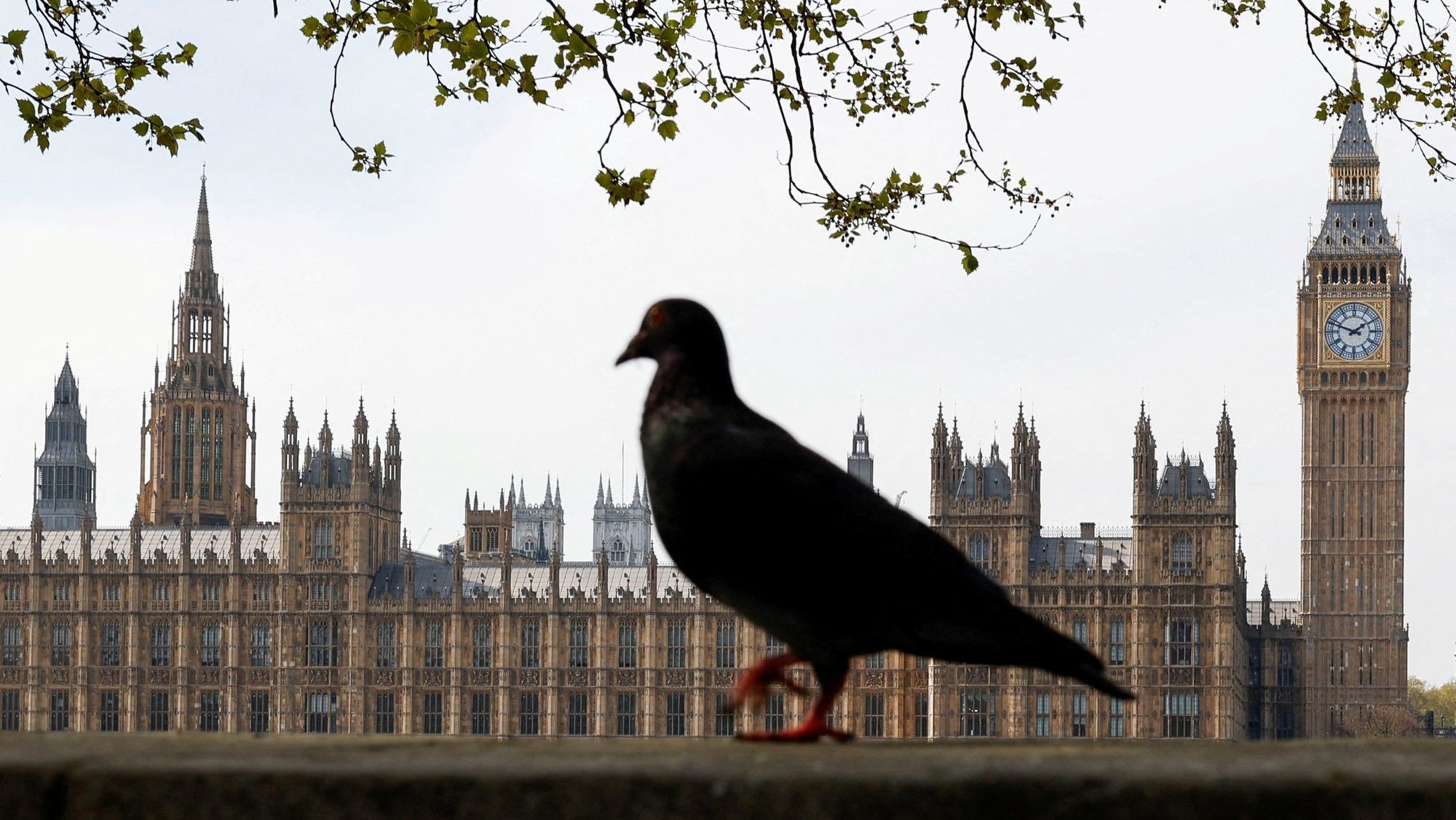 A bird walks near the Houses of Parliament in London April 12, 2025. Archbishop John Sherrington of Liverpool, the lead bishop for life issues of the bishops' conference of England and Wales, called on Catholics Sept. 1, 2025, to write to members of the House of Lords to urge them to oppose an assisted suicide bill which could trigger the closure of church-run hospices and care homes. (OSV News photo/Carlos Jasso, Reuters)