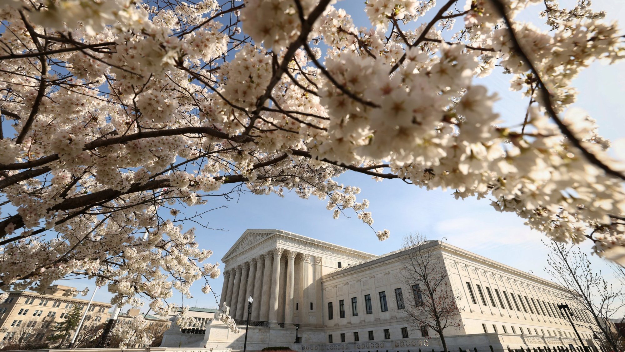 A cherry tree is pictured in full bloom outside the U.S. Supreme Court in Washington March 25, 2026. The U.S. Supreme Court in a March 31 ruling backed a religious counselor's challenge to Colorado's ban on "conversion therapy," but the court did not strike down the law. (OSV News photo/Kevin Lamarque, Reuters)