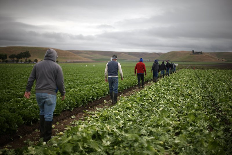 Los trabajadores agrícolas migrantes con visas H-2A cosechan lechuga romana en King City, California, 17 de abril de 2017. (Foto: CNS/Lucy Nicholson, Reuters)