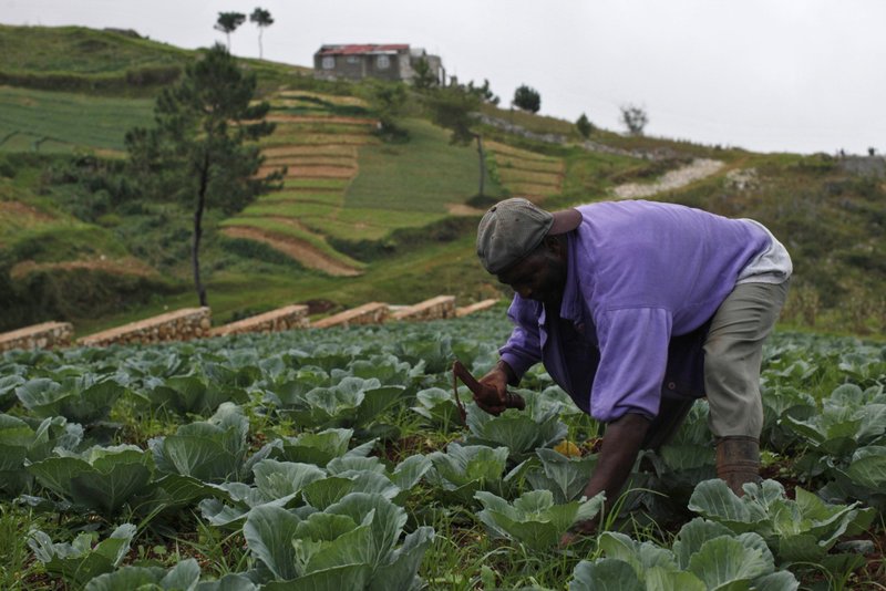 Un agricultor atiende sus cultivos cerca de Puerto Príncipe, Haití. Reactivar las economías locales con el objetivo de proporcionar alimentos adecuados a toda la población mundial significa que los gobiernos deben involucrar y escuchar a los pequeños agricultores y a las familias campesinas, dijo el Papa Francisco en un mensaje leído el 26 de julio en una reunión de las Naciones Unidas sobre seguridad alimentaria. (CNS photo/Eduardo Munoz, Reuters)